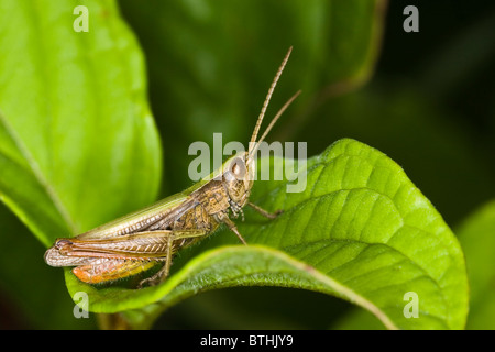 Grasshopper comune (Chorthippus parallelus) Foto Stock