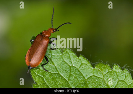 Red-headed cardinale beetle (Pyrochroa serraticornis) Foto Stock