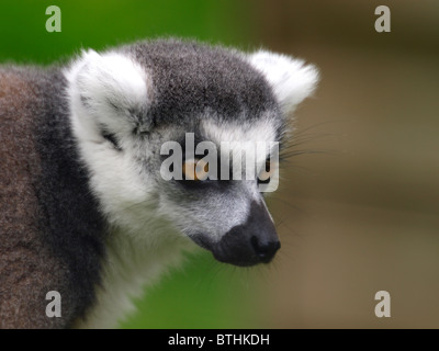 Lemure Foto Stock