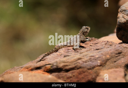 Terreno Agama Lizard, Agama Aculeata, Agamidae. Sudafrica Foto Stock