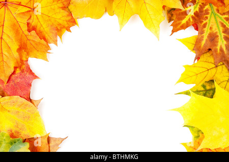 Giallo autunno lascia isolati su sfondo bianco Foto Stock