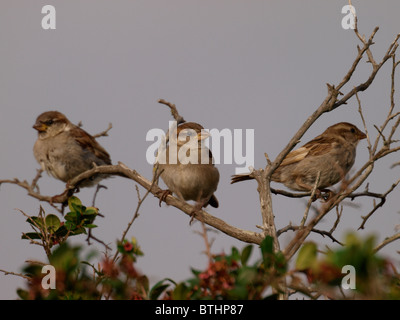 I capretti casa passero, Passer domesticus, REGNO UNITO Foto Stock