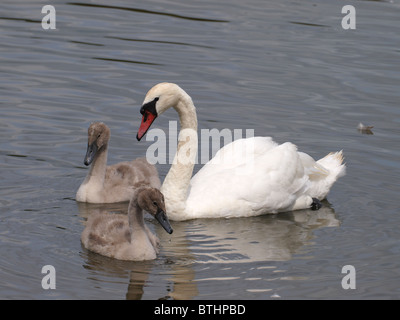 Cigno, Cygnus olor con cygnets, REGNO UNITO Foto Stock