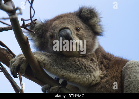 Koala (Phascolarctos cinereus) guardando in giù da un albero di eucalipto branch Foto Stock