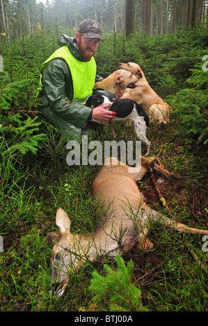 Battitore con shot il capriolo (Capreolus capreolus) e cani da caccia nella foresta delle Ardenne, Belgio Foto Stock