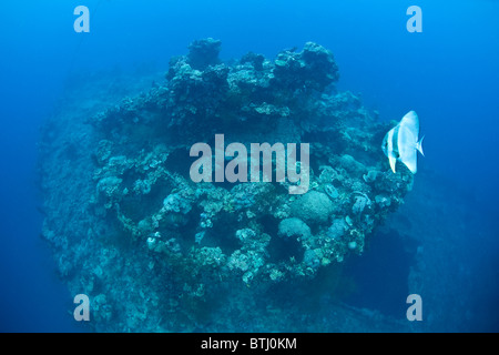 Un spadefish nuota oltre la prua pistola, incrostati da vita marina, su una nave giapponese affondata durante la seconda guerra mondiale in Palau. Foto Stock