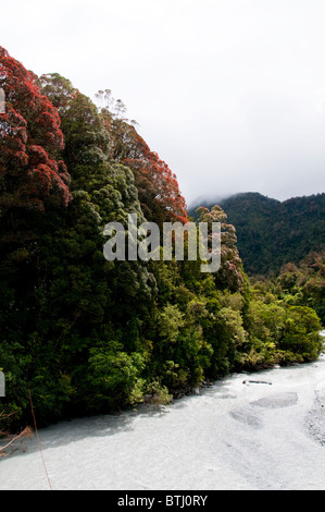 Fiume Waiho,Ranger,boscaiolo, Douglas Ponte Girevole, Douglas via ,Westland National Park Foto Stock