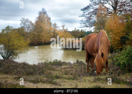 Pony a Cadman's Pool, New Forest, Hampshire, Inghilterra Foto Stock