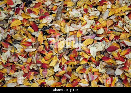 Golden Foglie di autunno Foto Stock