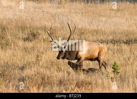 Bull Elk e Rossi Foto Stock