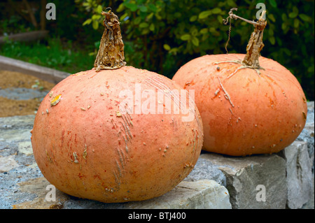 Due zucche seduto su una parete da giardino Foto Stock