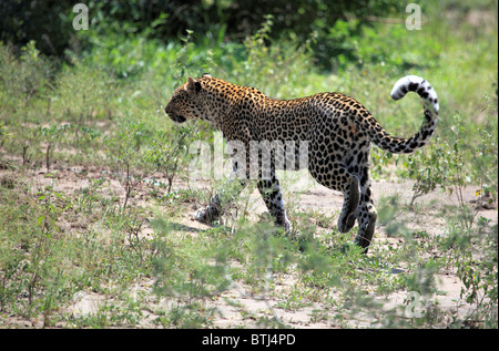 Leopard (Panthera pardus), Queen Elizabeth National Park, Uganda, Africa orientale Foto Stock