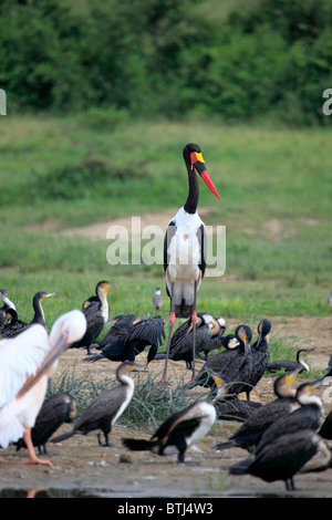 Marabou Stork (Leptoptilos crumeniferus), Queen Elizabeth National Park, Uganda, Africa orientale Foto Stock