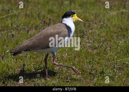 Masked Pavoncella Vanellus (miglia) passeggiate sull'erba Foto Stock