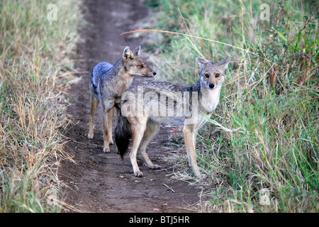 Nero-backed Jackal (Canis mesomelas), Kidepo national park, Uganda, Africa orientale Foto Stock