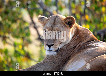 Lion (Panthera leo), Kidepo national park, Uganda, Africa orientale Foto Stock