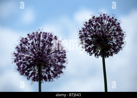 Allium giovane - fiori ornamentali con cielo blu in background Foto Stock