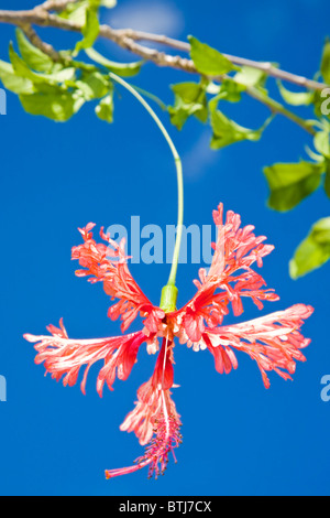 Hibiscus schizopetalus o giapponese lanterna Fiore fotografato dal di sotto. Foto Stock
