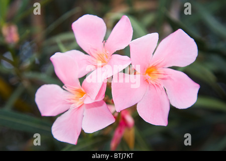 Nerium oleander Foto Stock