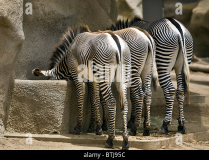 Tre GREVYS ZEBRE (Equis Grevyi) allo Zoo di San Diego - California Foto Stock