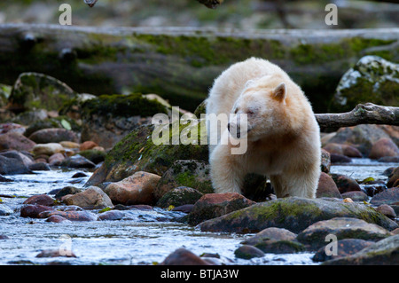 Spirito Bear -Ursus americanus kermodei da Gribbell Isola della Columbia britannica in Canada. Riscontrato solo su 2 isole in BC Foto Stock