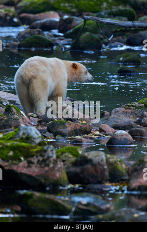Spirito Bear -Ursus americanus kermodei da Gribbell Isola della Columbia britannica in Canada. Riscontrato solo su 2 isole in BC Foto Stock