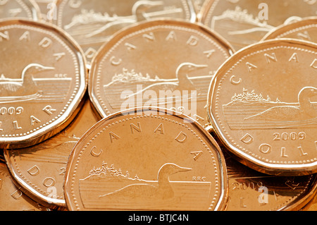 Un angolo alto vista ravvicinata del canadese un dollaro monete, comunemente noto come 'loonie'. Foto Stock