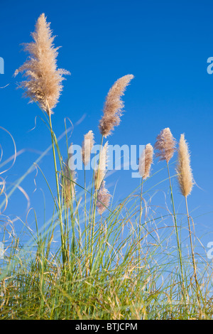 Cortaderia selloana o pampas erba in fiore Foto Stock