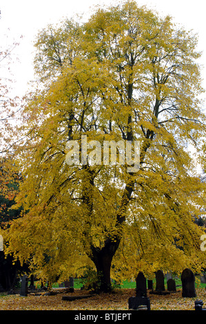 Tiglio in autunno, London Road cimitero, Coventry, Regno Unito Foto Stock