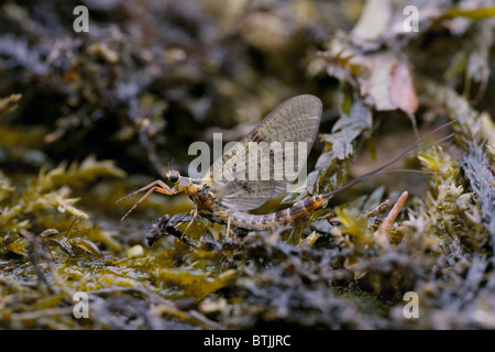 Mayfly, Ephemera danica fiume Derwent, North Yorkshire, Regno Unito Foto Stock
