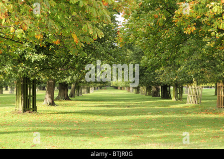 Vista dei due tratti rettilinei filari di alberi a Bushy Park, Surrey, England, Regno Unito Foto Stock