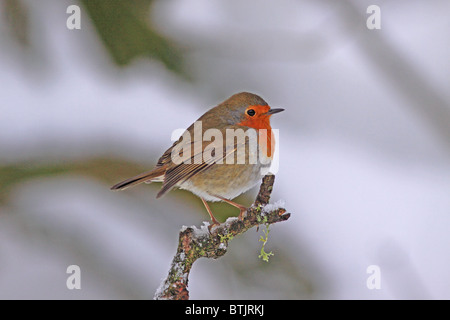 Robin in inverno Foto Stock