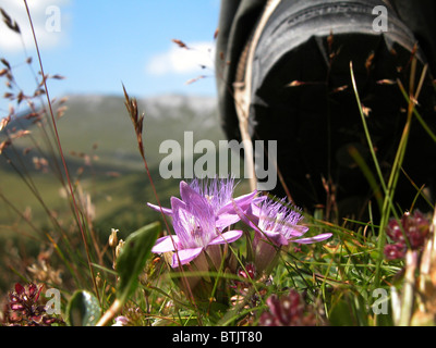 Genziana tedesco Foto Stock