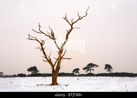 Unico albero si fermò in una coperta di neve paesaggio aperto, scena invernale, la nuova foresta, Hampshire, Inghilterra, Regno Unito Foto Stock