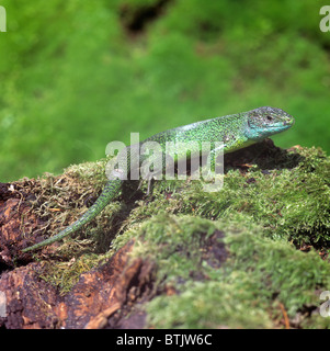 Unione ramarro (Lacerta viridis), maschio sul registro di muschio. Foto Stock