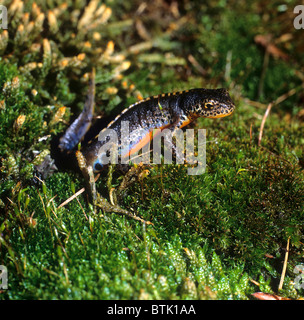 Il tritone alpestre (Ichthyosaura alpestris, Triturus alpestris), maschio durante la stagione di accoppiamento sul muschio. Foto Stock