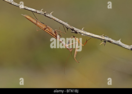 Mantide Religiosa (mantide religiosa) Foto Stock