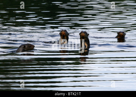 Gigante lontre di fiume, Tambopata National Reserve, giungla amazzonica, Perù, Sud America. Foto Stock