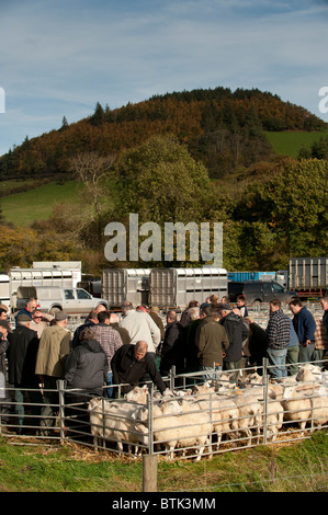 Gli agnelli e le pecore di essere venduto in un allevamento mercato mart, Lovesgrove vicino a Aberystwyth, Galles Ceredigion REGNO UNITO Foto Stock