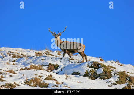 Red Deer Cervo nella neve Foto Stock