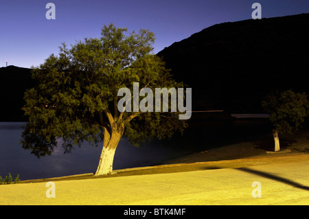 Alberi di notte - lipsi island - Grecia Foto Stock