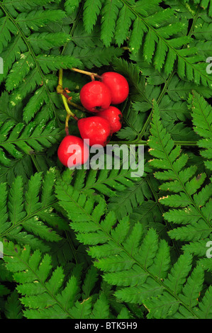 Un cluster di rosso rowan bacche sul verde di felci in autunno. Dorset, Regno Unito Ottobre 2010 Foto Stock