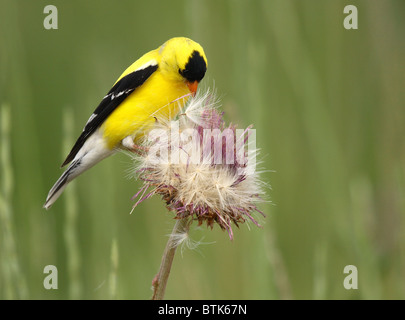 Un Americano Cardellino maschio di alimentazione su un thistle in Colorado. Foto Stock