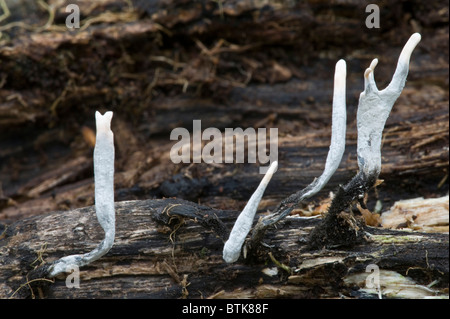 Candela-tabacco da fiuto il fungo (Xylaria hypoxylon) corpo fruting Jodrell Bank Arboretum Holmes Chapel Chelford Cheshire England Regno Unito o in Europa Foto Stock