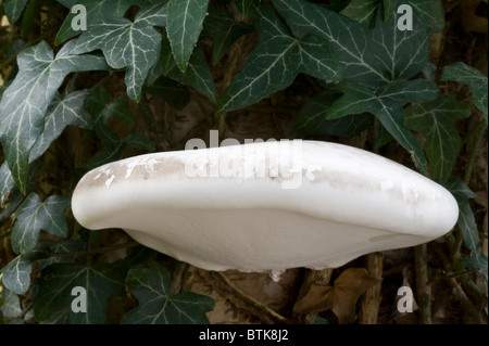 Razor-strop Fungo (Piptoporus betulinus) cresce sul tronco di betulla Jodrell Bank Arboretum Holmes Chapel Chelford Cheshir Foto Stock