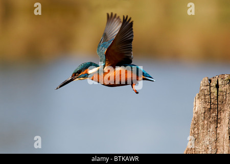 Kingfisher, Alcedo atthis, singolo uccello in volo, Midlands, Ottobre 2010 Foto Stock