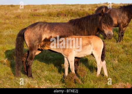 Exmoor pony e puledro lattante nella luce della sera su Stoke Pero comune, Somerset Foto Stock