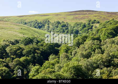 Dunkery Beacon sopra Sweetworthy boscose Combe, visto dal Cloutsham, Exmoor, Somerset Foto Stock