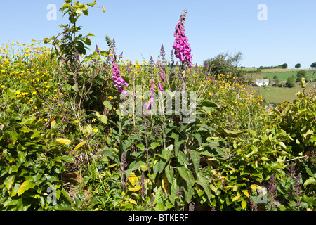 Foxgloves in un Exmoor hedgebank a Stoke Pero, Somerset Foto Stock