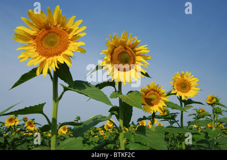 Girasoli Foto Stock